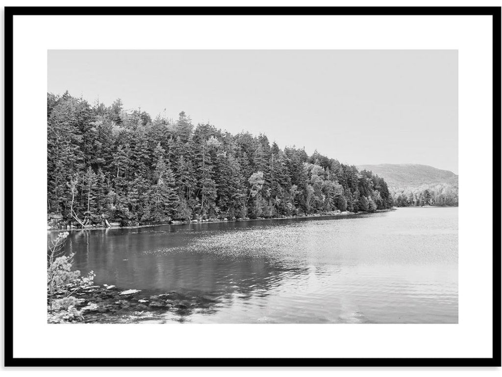 Acadia Tree Line