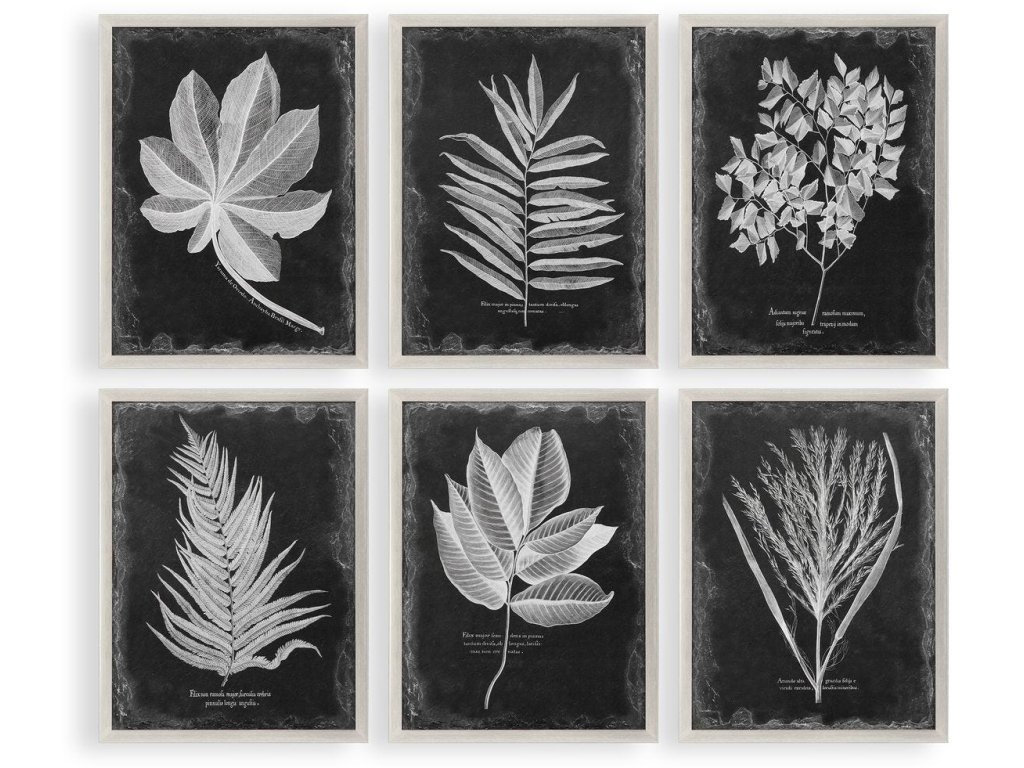 Foliage Framed Prints, S/6