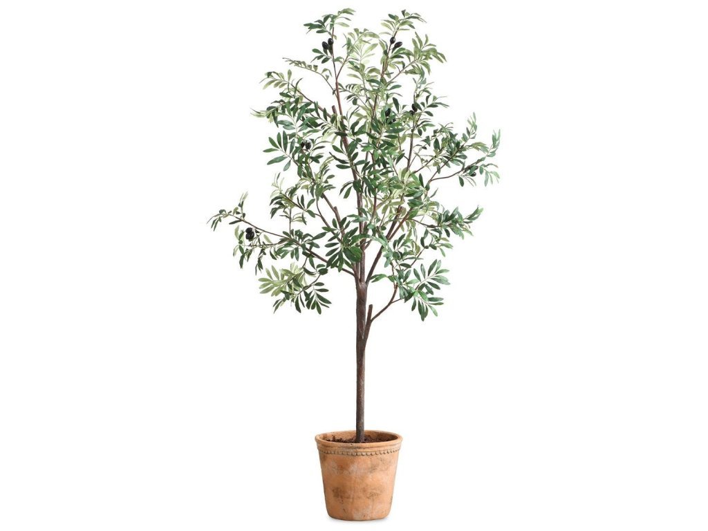 Olea Potted Olive
