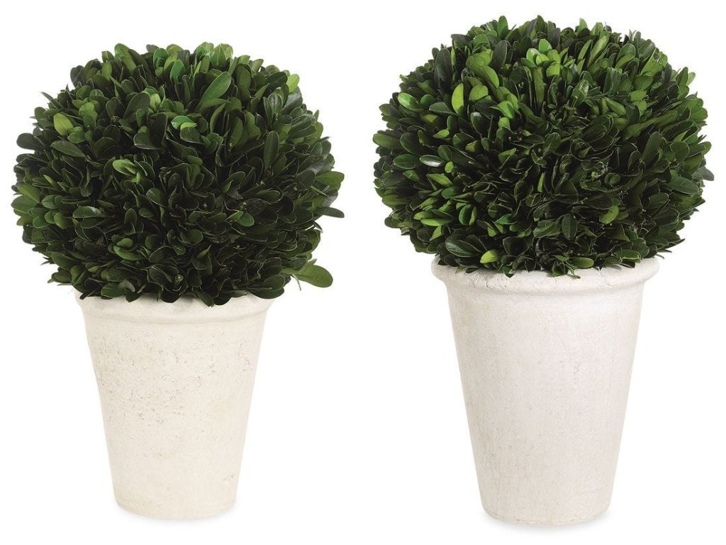 Preserved Boxwood Domes, S/2