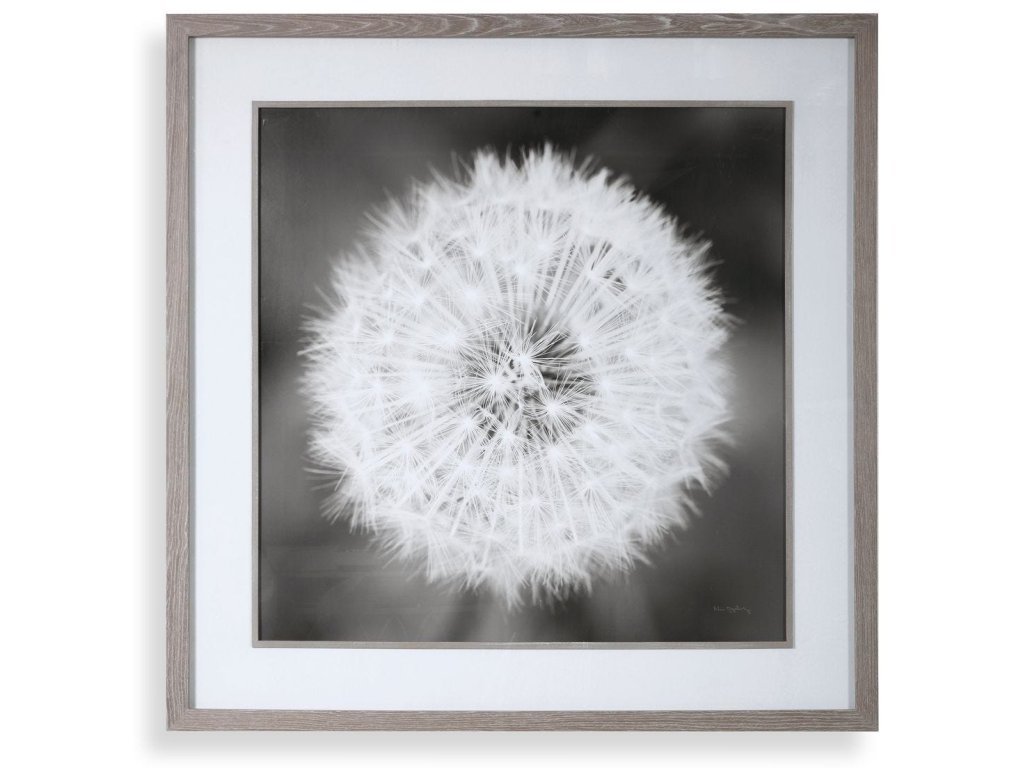 Dandelion Seedhead Framed Print