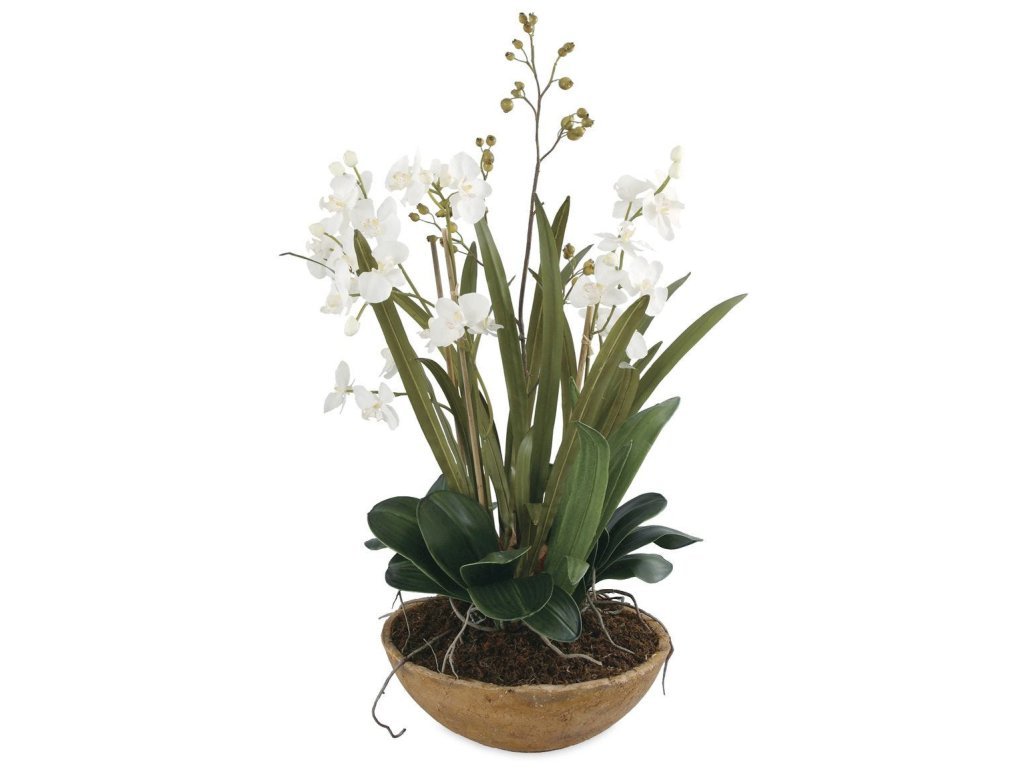 Moth Orchid Planter