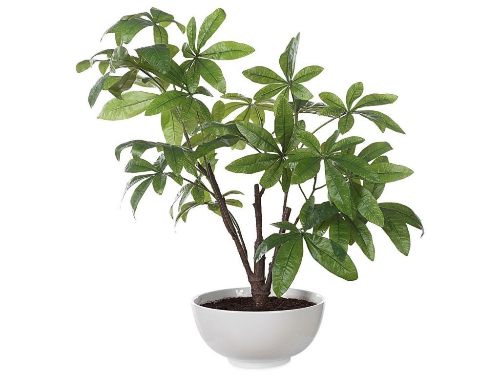 Pachira Money Tree