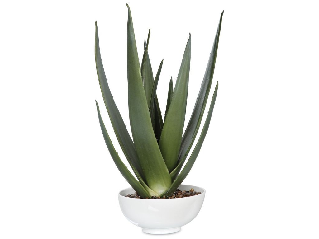 Evarado Aloe Planter