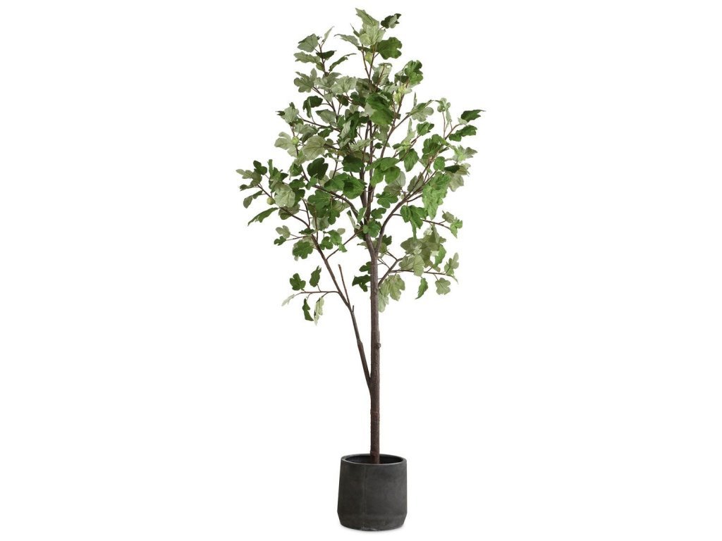 Eden Potted Fig Tree